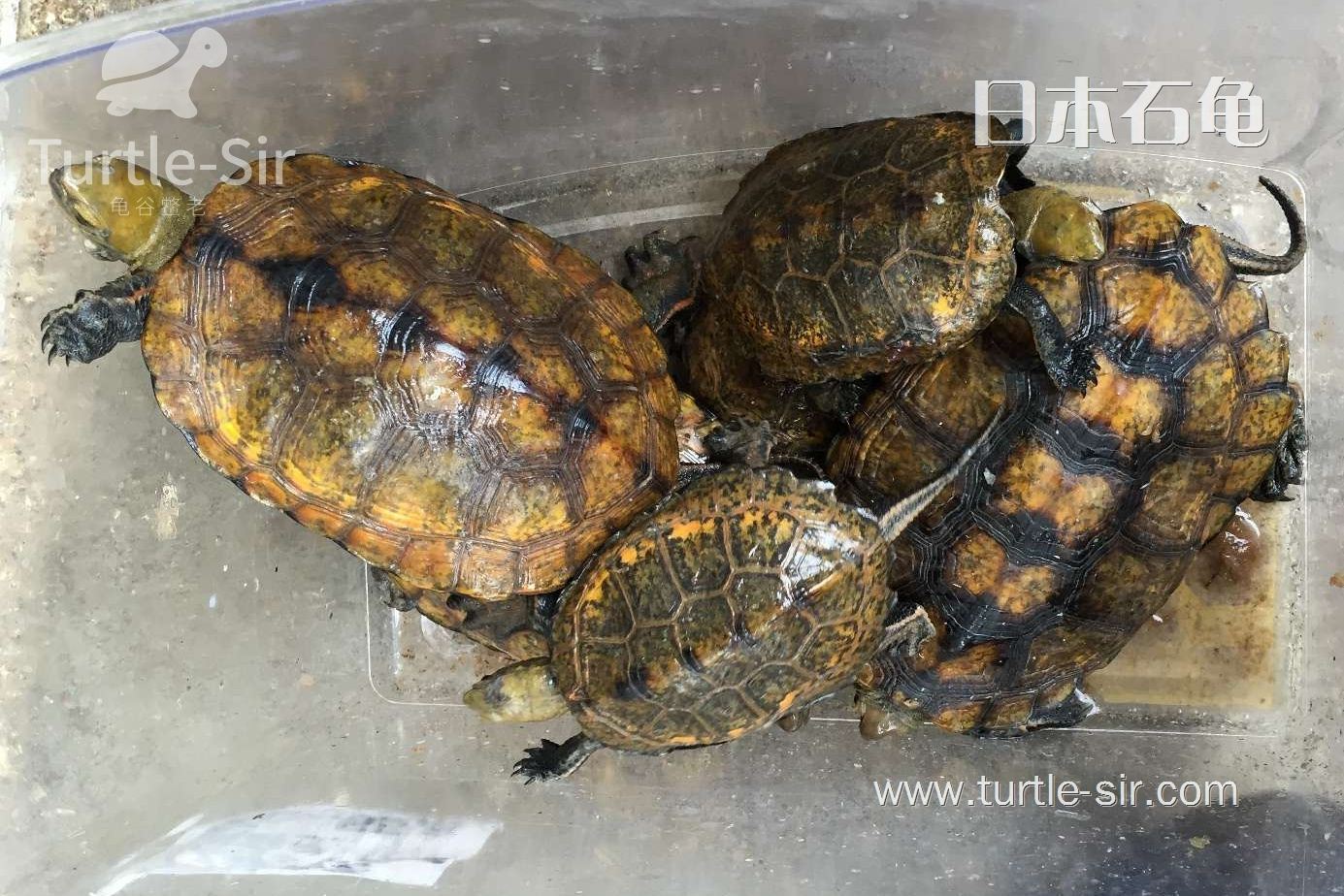 日本石龟的日常饲养 「龟谷鳖老」