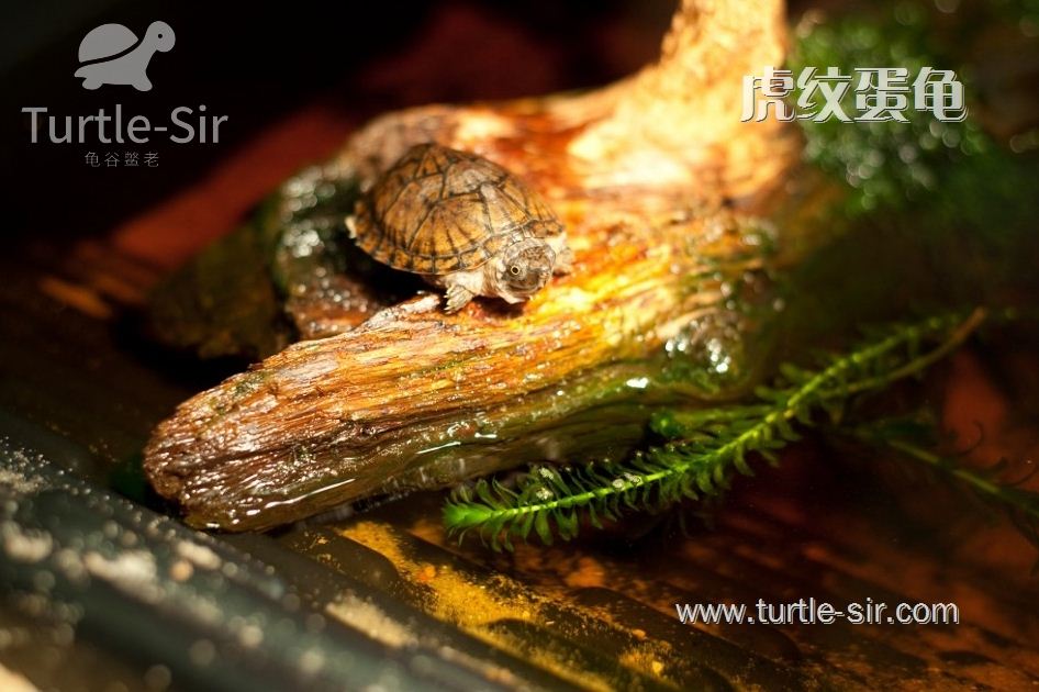 虎纹龟、虎纹麝香龟怎么才算养定?龟谷鳖老带你养定蛋龟虎纹