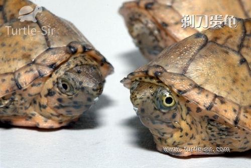 乌龟冬眠过冬需要注意的六项注意要点「龟谷鳖老」