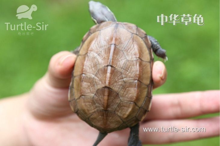 怎样养好一只草龟？龟谷鳖老带你了解乌龟的三大生活习性！