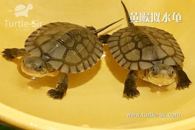 龟谷鳖老20年养好龟四大要素：水质、环境、温度和食物