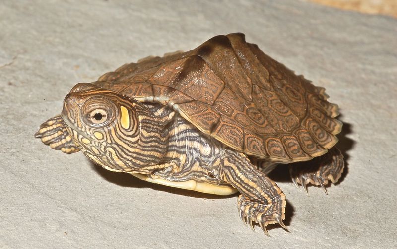 地图龟饲养水深、温度和环境布置介绍