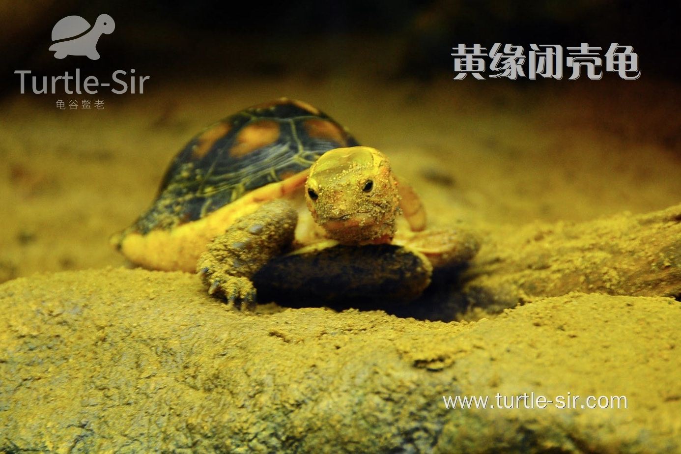养黄缘闭壳龟,即可爱有趣又简单