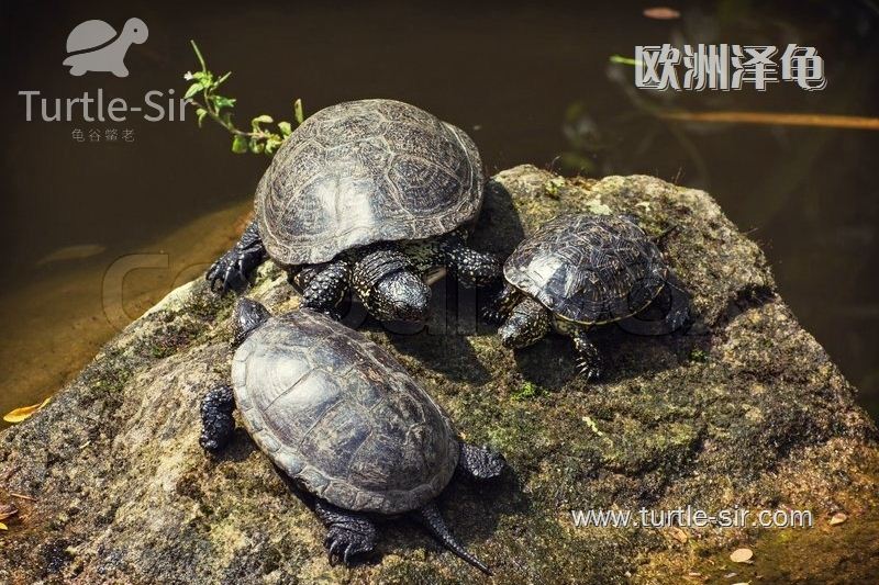 欧泽龟的雌雄分辨技巧解析 (又叫欧洲泽龟、欧洲池龟）
