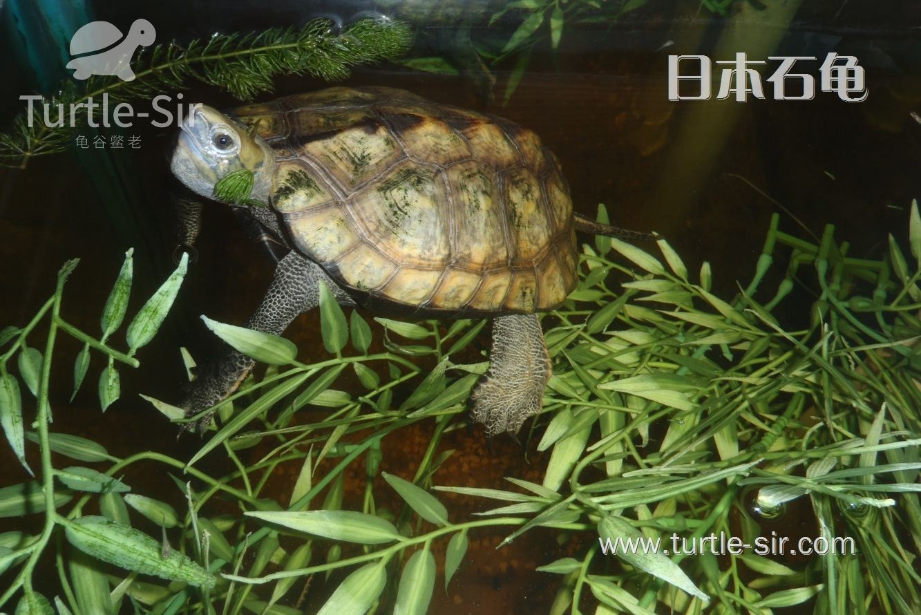日本石龟一种连原子弹都不惧怕的可爱生灵（又叫日石龟）