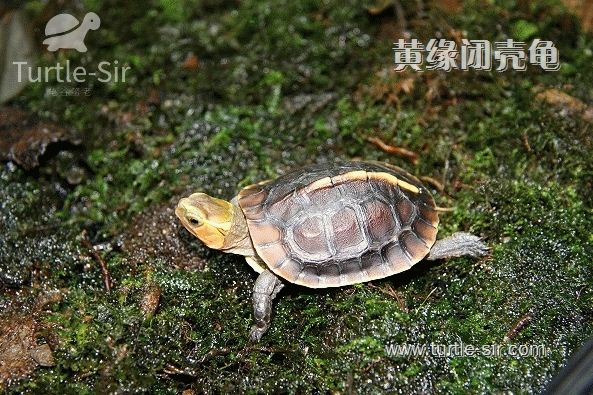 黄缘闭壳龟也可以成为非常可爱的宠物