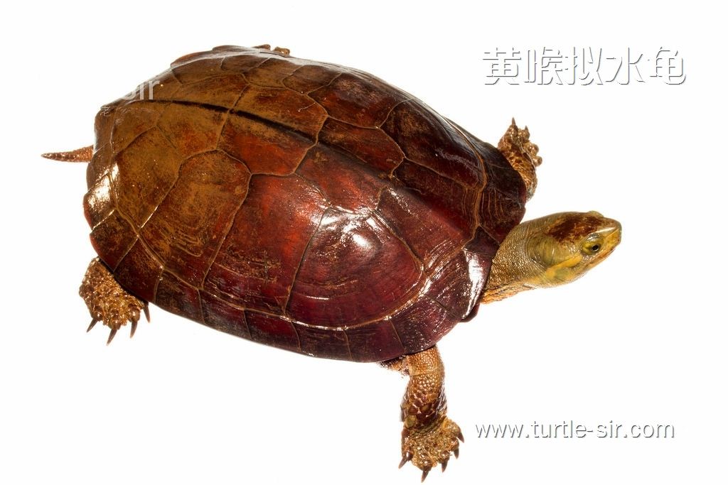 黄喉拟水龟是一种比较容易饲养的乌龟
