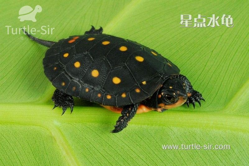 星点水龟饲养环境如何布置？水深、温度、PH值等要求