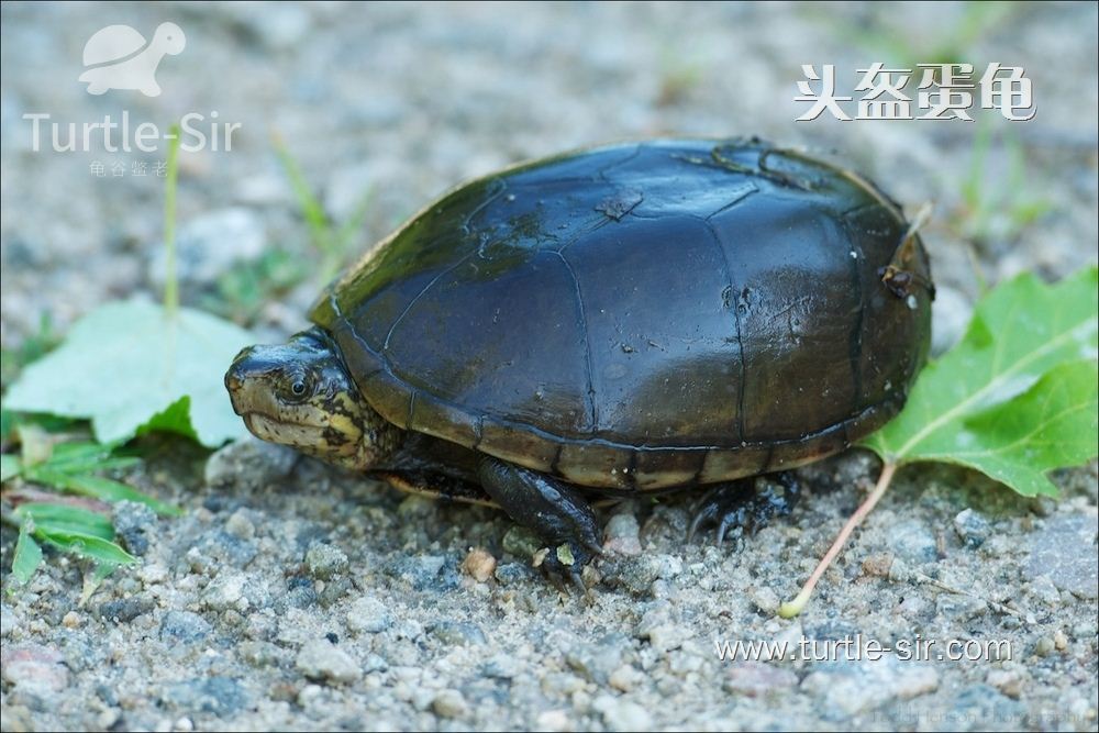 头盔蛋龟五大饲养水环境要点