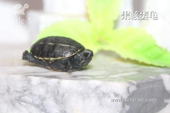 春天果核蛋龟、果核龟要怎么养？教你春季养果核龟必备知识！