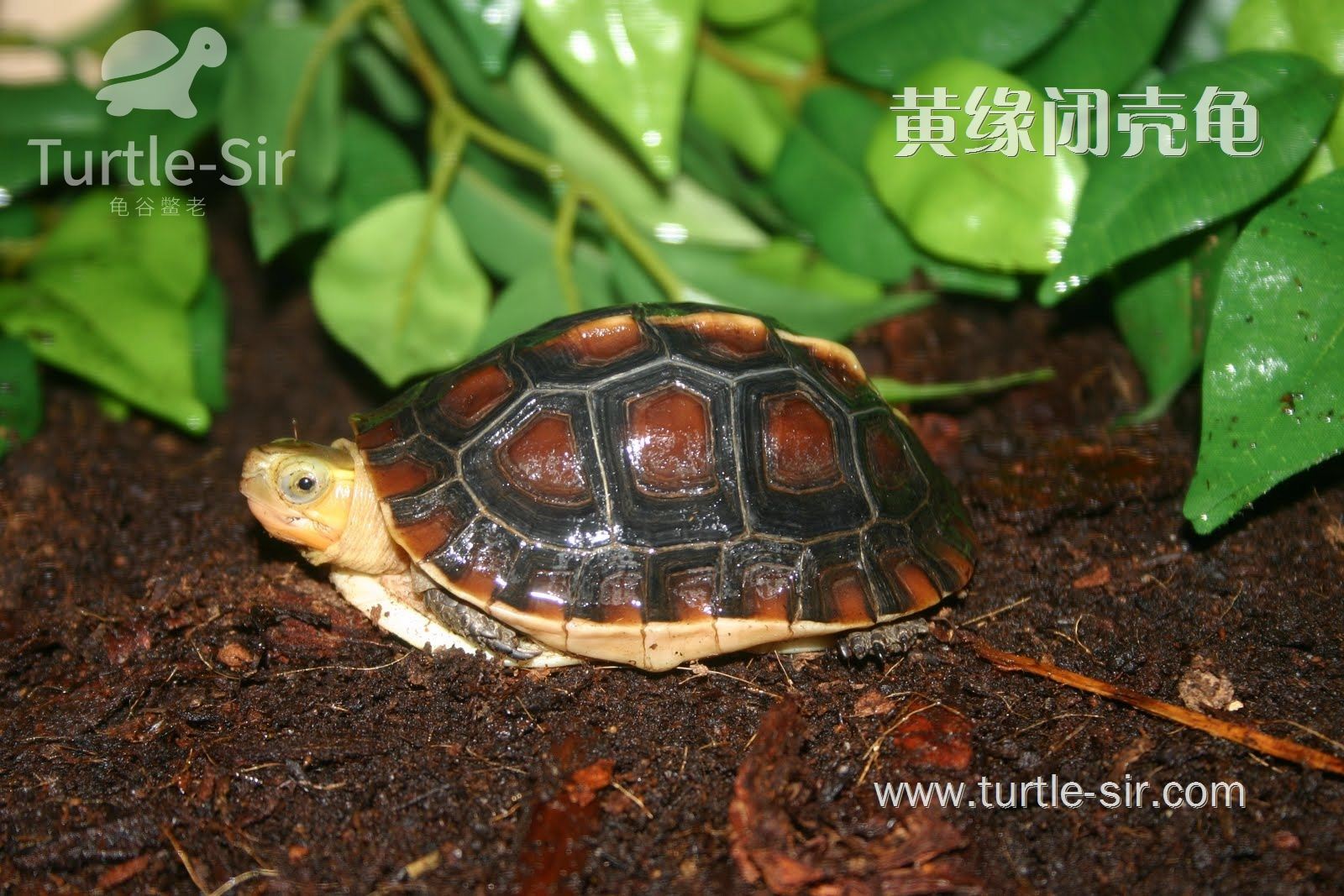 黄缘闭壳龟饲养中，小小生石灰在消毒中的大大作用