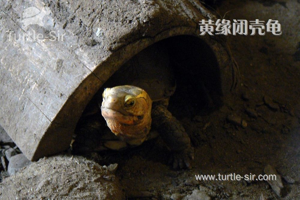 温室龟与纯生态外塘龟、自然龟的简单区分
