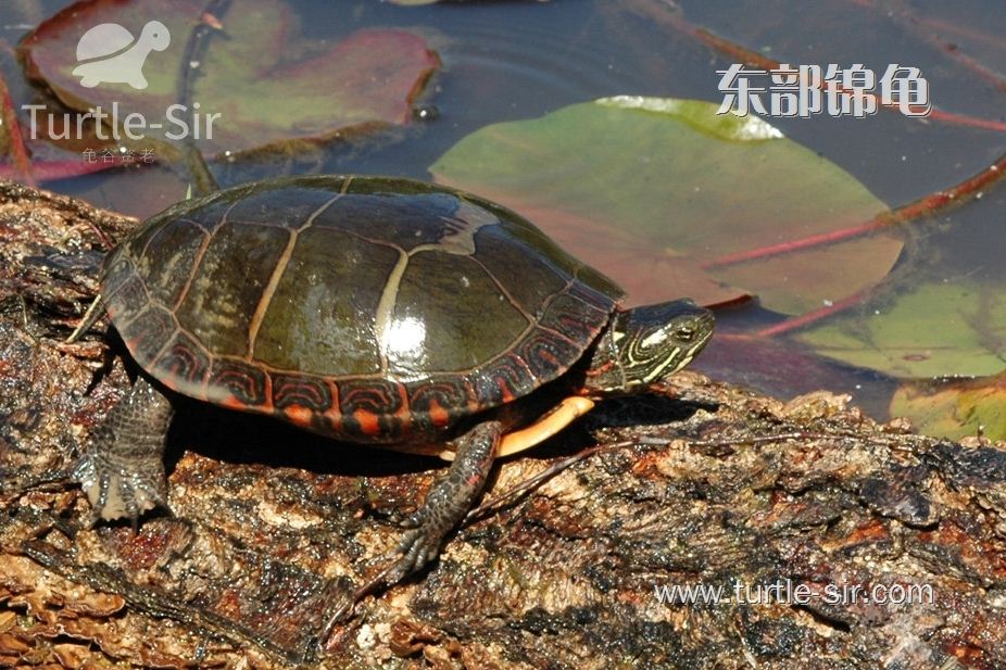 龟缸长藻一定是坏事情？当你在玩命除藻时，你的宠物龟在拼命摇头！