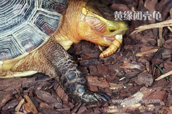 乌龟怎么挑选，按这三点去下手，把龟老板都挑哭