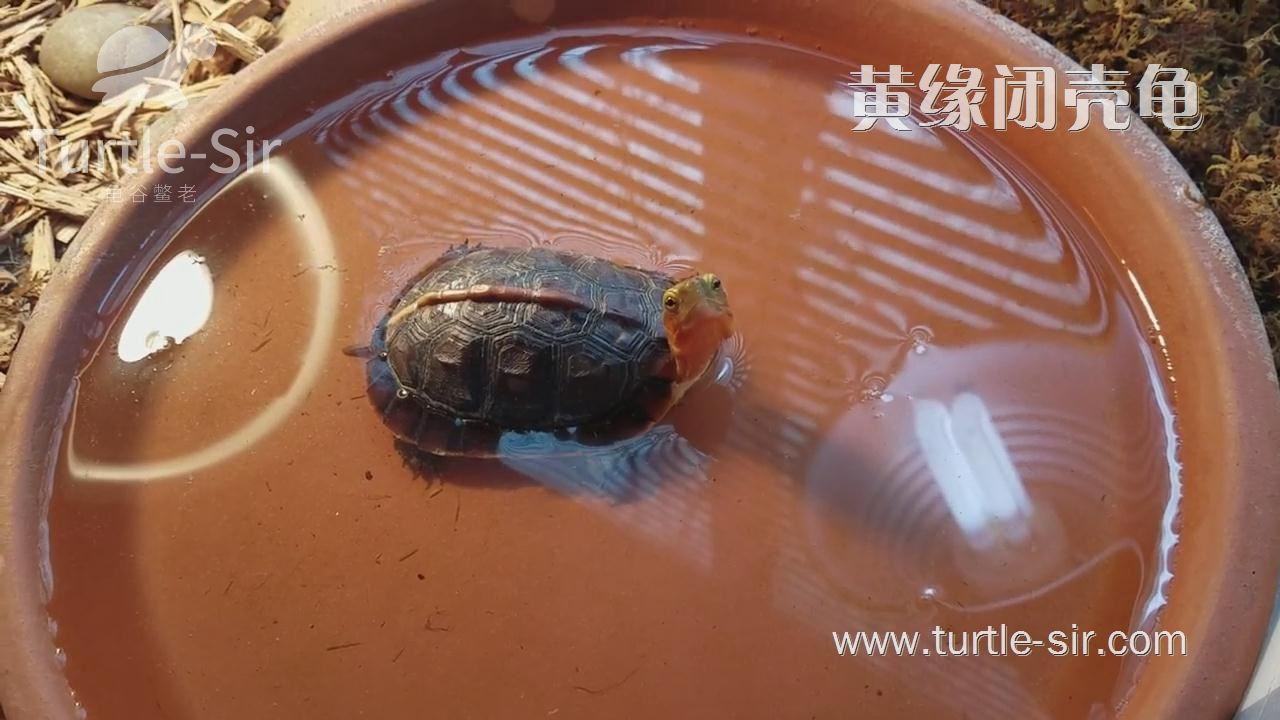 老婆说：你爱龟爱黄缘龟超过爱我；我说：我在龟缸边思考如何更好地爱你
