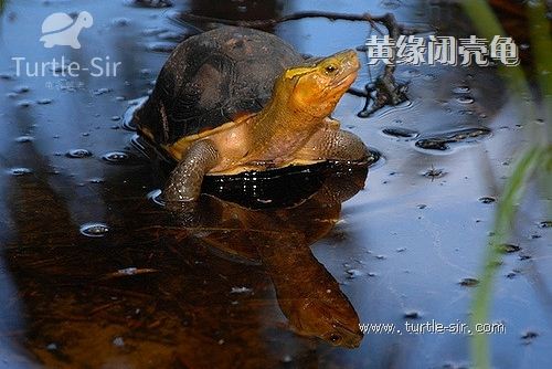 黄缘闭壳龟高背如何养，环境怎么布置