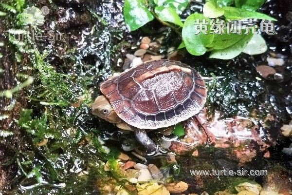 室内龟缸如何土养黄缘闭壳龟