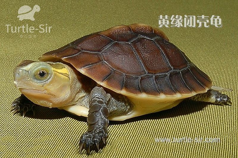 黄缘闭壳龟补钙小窍门，养龟通用办法