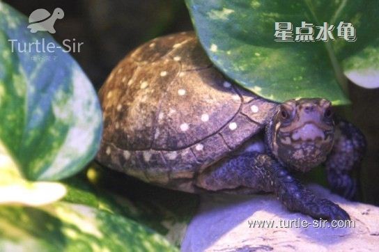 星点水龟鱼缸饲养环境如何布置