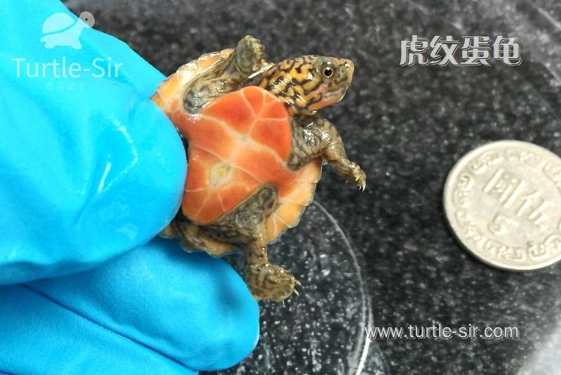 虎纹蛋龟、虎纹麝香龟饲养简单介绍