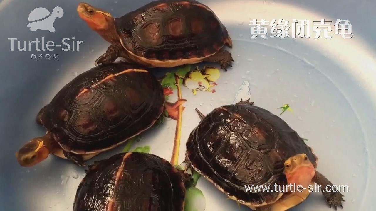 夏天养黄缘闭壳龟要注意的几点