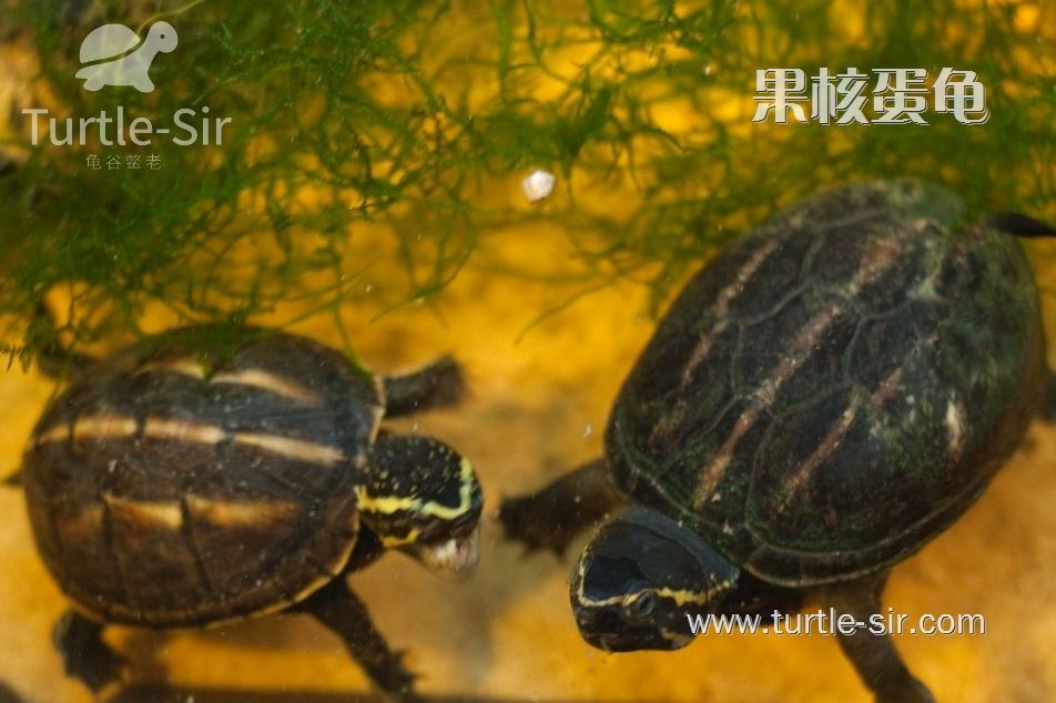 果核泥龟到家如何饲养和一些注意的小细节