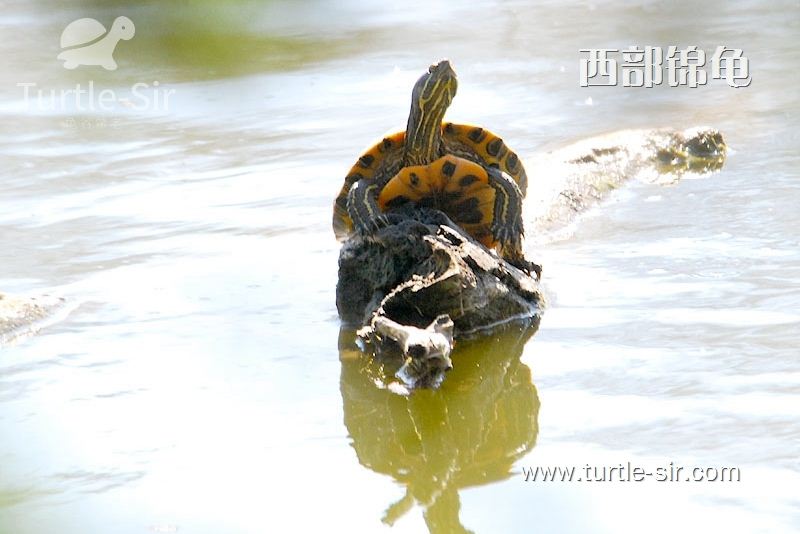 泥水养龟为什么会变臭，怎么做才不臭