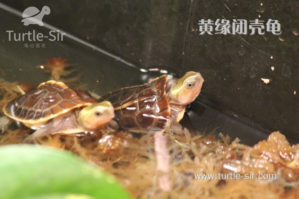 嫁人就嫁养龟佬，养龟的男人脾气好还不出轨