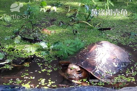 黄缘闭壳龟饲养温度和冬眠温度明细