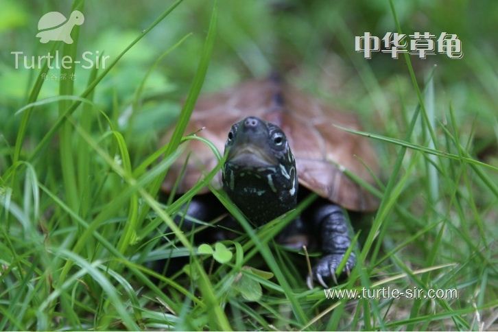 中华草龟浅水冬眠操作办法，水龟通用