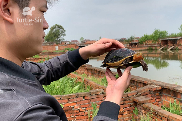 黄缘龟是否存在自己独特的性格「龟谷鳖老」