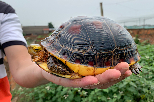 黄缘龟高背圆球的养成，除基因外饲养注意要点「龟谷鳖老」