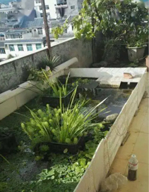 阳台养龟