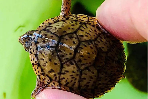 巨头蛋龟饲养水深多少合适，加深水位注意事项「龟谷鳖老」