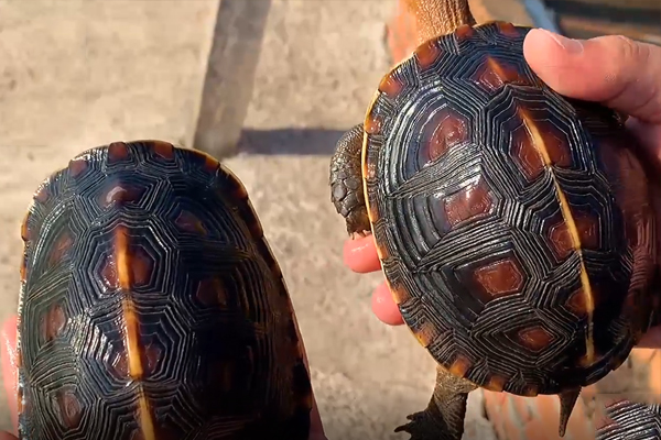 黄缘龟如何区分公母，体型也有区别的「龟谷鳖老」