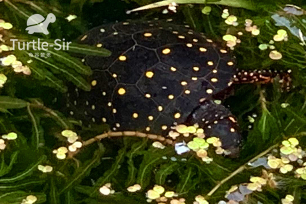 星点水龟苗用过滤器的弊端，剃刀巨头蛋龟可以参考「龟谷鳖老」