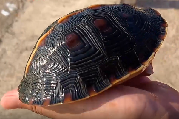 黄缘闭壳龟的刀刻细纹是怎么养出来的「龟谷鳖老」