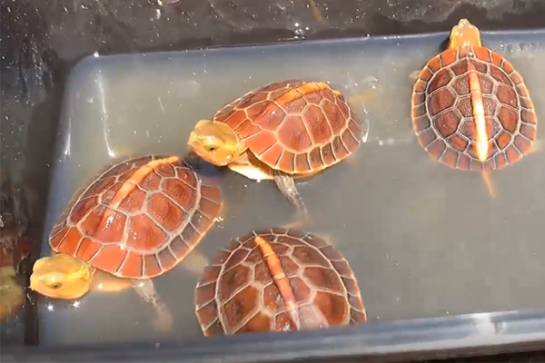 黄缘龟每天最好什么时候喂食「龟谷鳖老」