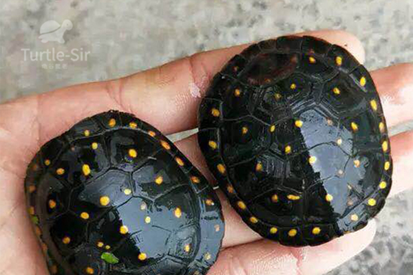 星点水龟和中华草龟能混养么，需要注意什么「龟谷鳖老」