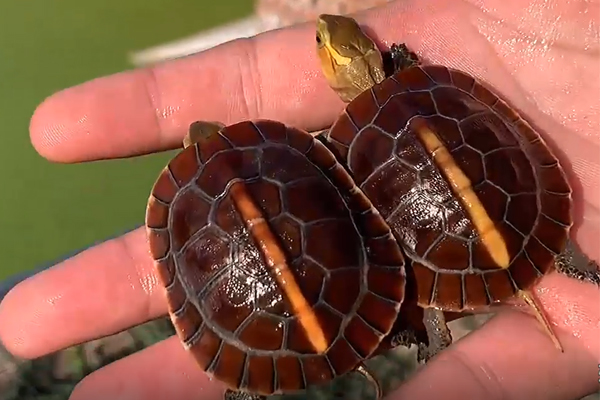 黄缘龟两只生长速度不一样是怎么回事「龟谷鳖老」