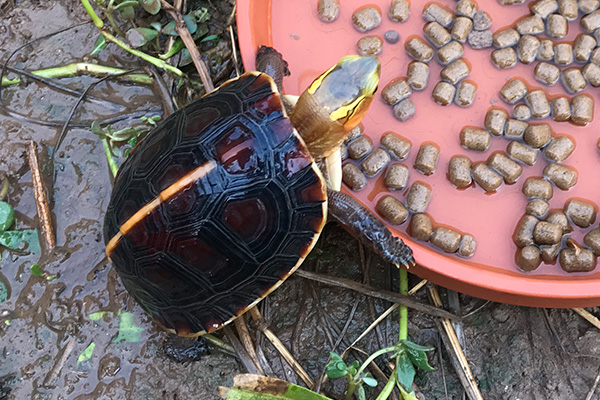黄缘龟饲养环境中有小虫子怎么办「龟谷鳖老」