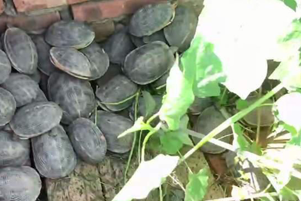 黄缘龟只喜欢吃蚯蚓，如何训练吃其他食物「龟谷鳖老」