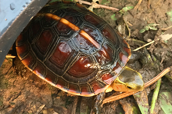 怎么处理黄缘闭壳龟的粪便「龟谷鳖老」