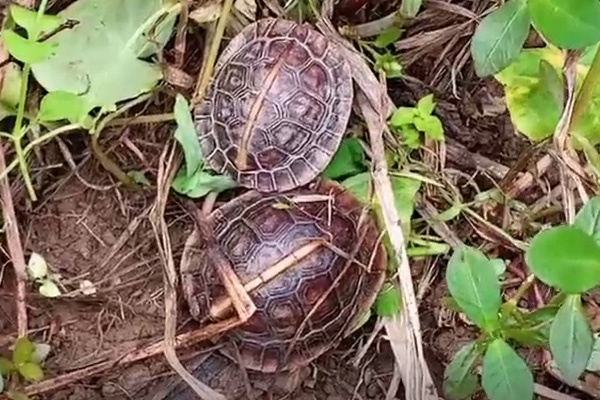 黄缘龟苗冬眠椰土湿度「龟谷鳖老」