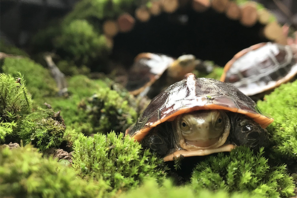 黄缘龟环境湿度太高会有什么危害「龟谷鳖老」