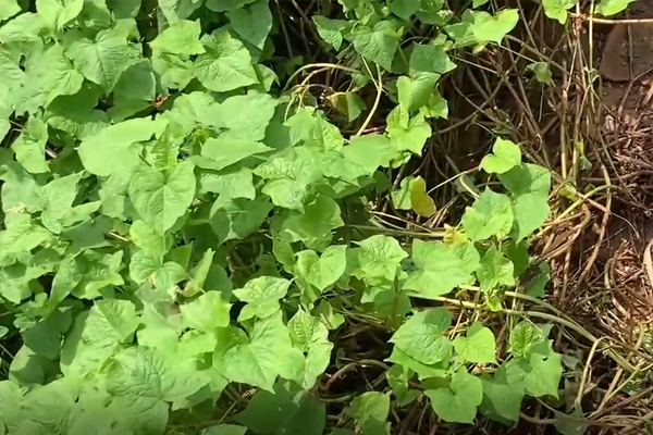 黄缘龟环境里的植物养不活怎么办「龟谷鳖老」