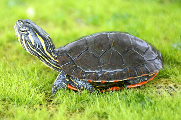 西部锦龟颜色为什么越养越淡「龟谷鳖老」